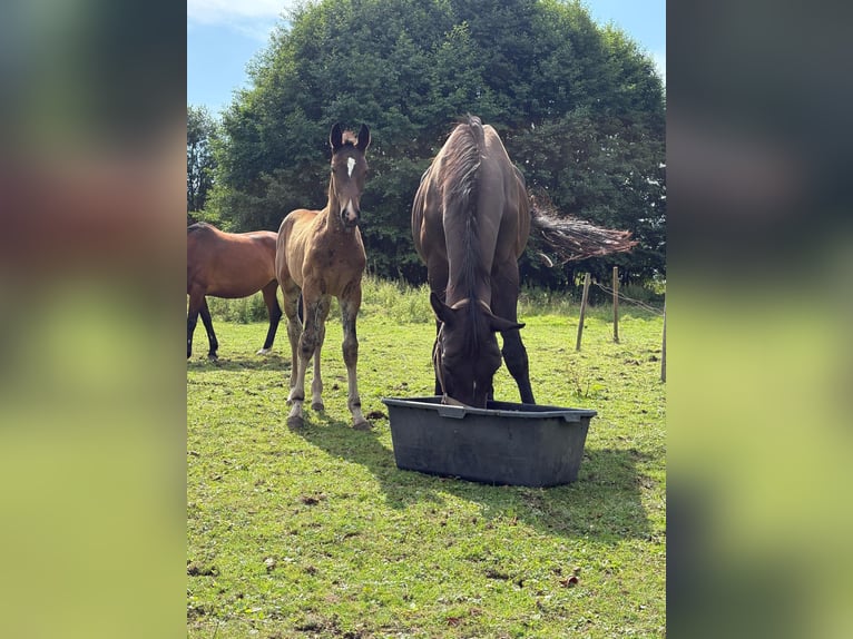 Holsteiner Merrie 11 Jaar 178 cm Zwartbruin in Borken