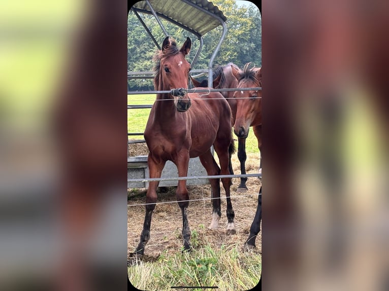 Holsteiner Merrie 11 Jaar Donkerbruin in Ganderkesee
