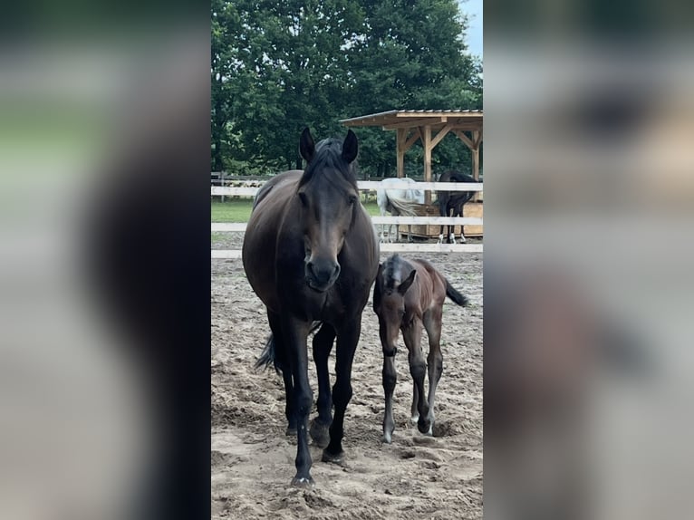 Holsteiner Merrie 11 Jaar Donkerbruin in H&#xF6;velhof