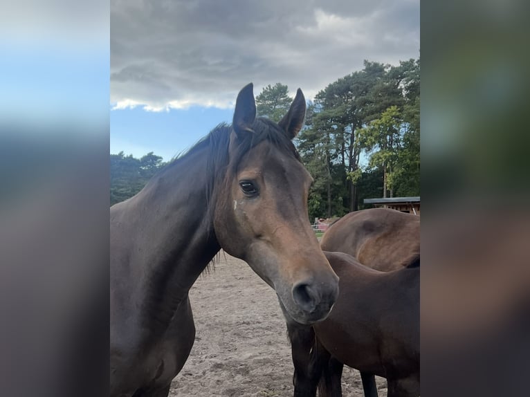 Holsteiner Merrie 11 Jaar Donkerbruin in H&#xF6;velhof