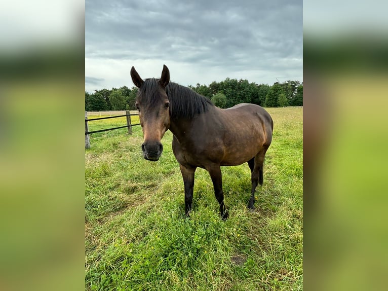 Holsteiner Merrie 11 Jaar Donkerbruin in H&#xF6;velhof