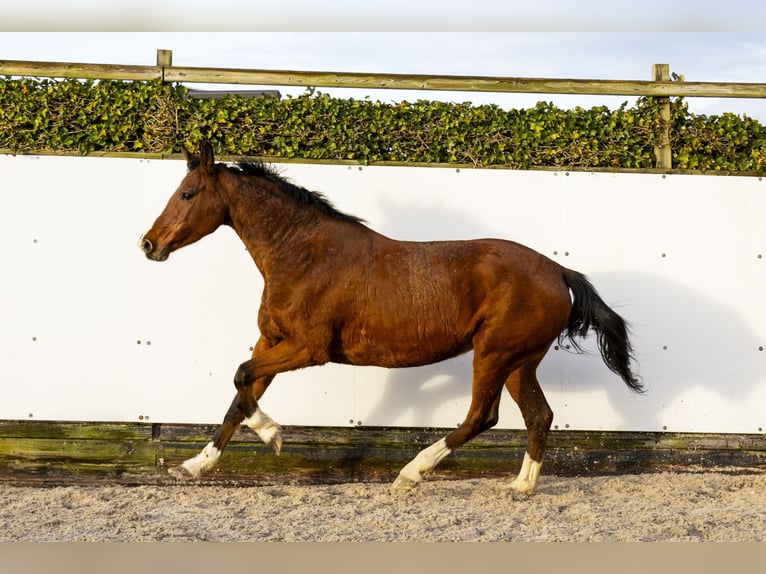 Holsteiner Merrie 12 Jaar 160 cm Bruin in Waddinxveen