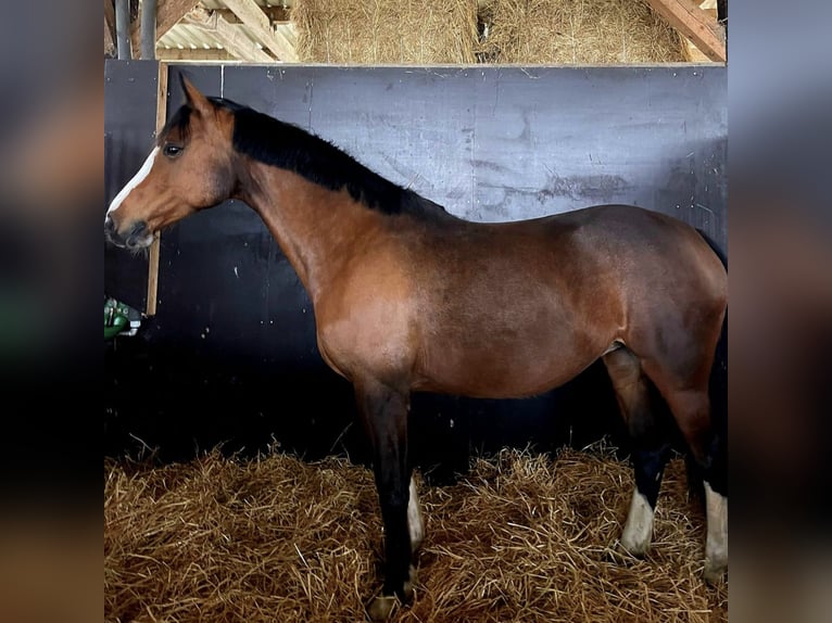 Holsteiner Merrie 12 Jaar 162 cm Bruin in Wendeburg