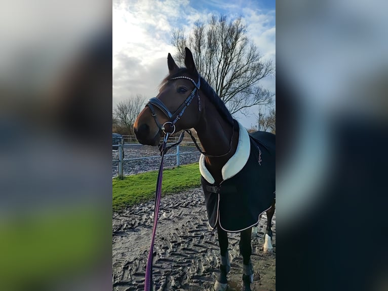 Holsteiner Merrie 12 Jaar 163 cm Bruin in Diekhusen-Fahrstedt