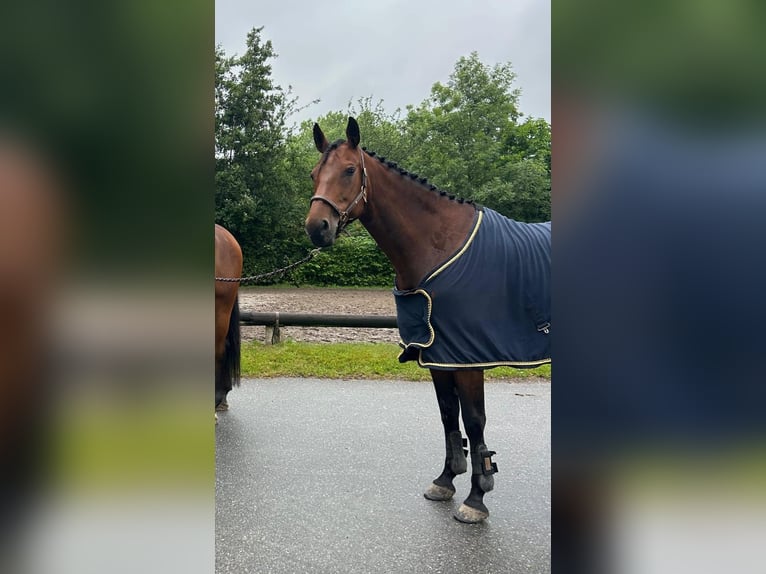 Holsteiner Merrie 12 Jaar 163 cm Bruin in Diekhusen-Fahrstedt