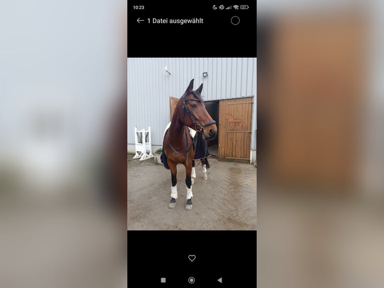 Holsteiner Merrie 12 Jaar 163 cm Bruin in Diekhusen-Fahrstedt