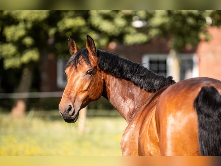 Holsteiner Merrie 12 Jaar 163 cm Bruin in Diekhusen-Fahrstedt