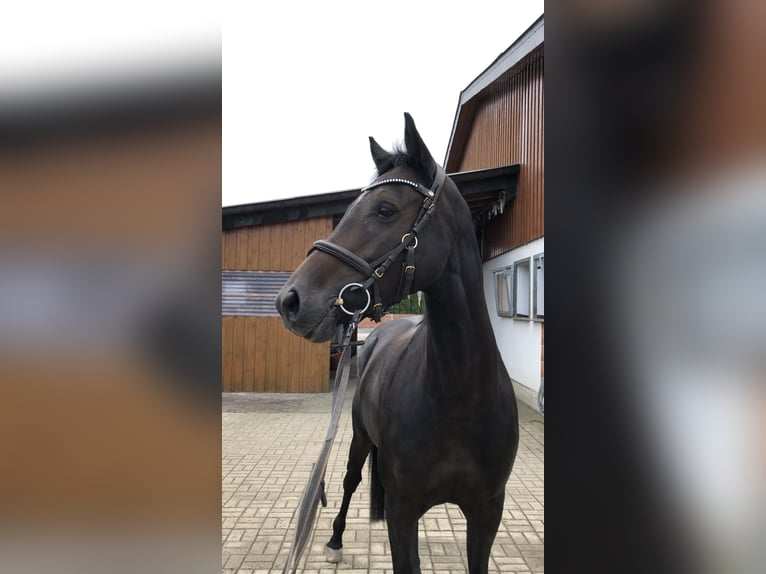 Holsteiner Merrie 12 Jaar 164 cm Bruin in Calden