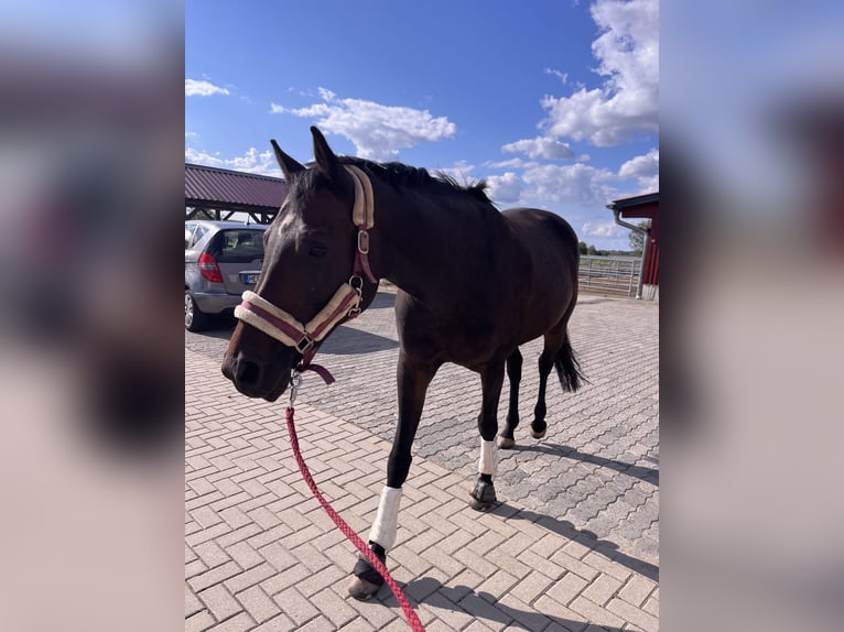 Holsteiner Merrie 12 Jaar 164 cm Bruin in Calden