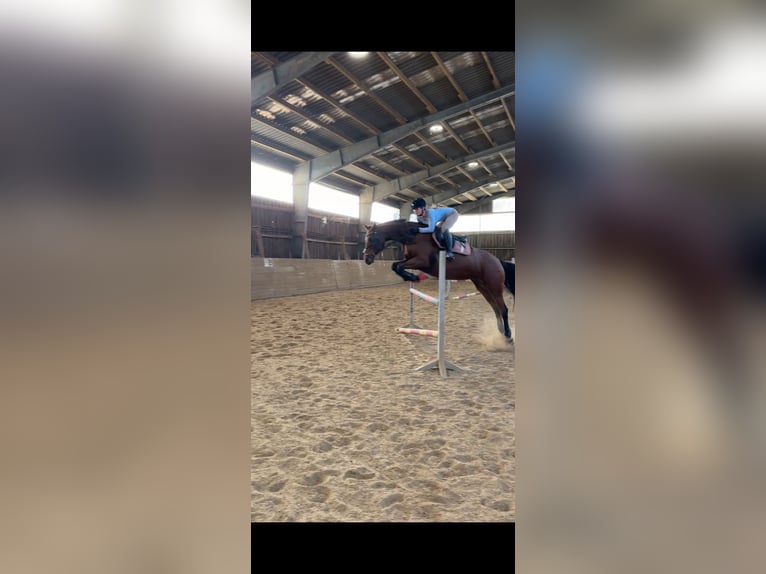 Holsteiner Merrie 12 Jaar 165 cm Bruin in B&#xFC;delsdorf