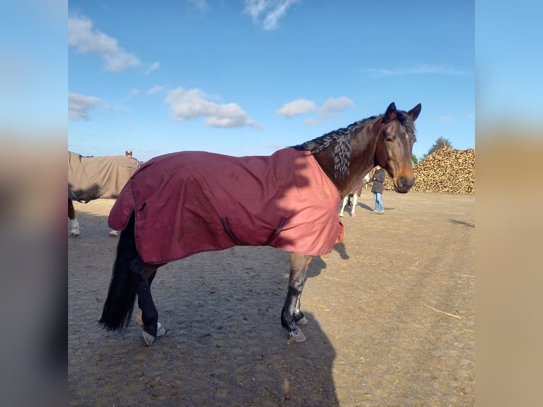 Holsteiner Merrie 12 Jaar 165 cm Donkerbruin in Schwelm