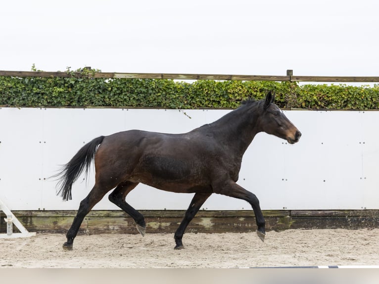 Holsteiner Merrie 12 Jaar 165 cm Donkerbruin in Waddinxveen