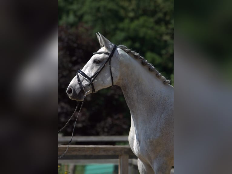 Holsteiner Merrie 12 Jaar 165 cm Schimmel in Magdwiesen