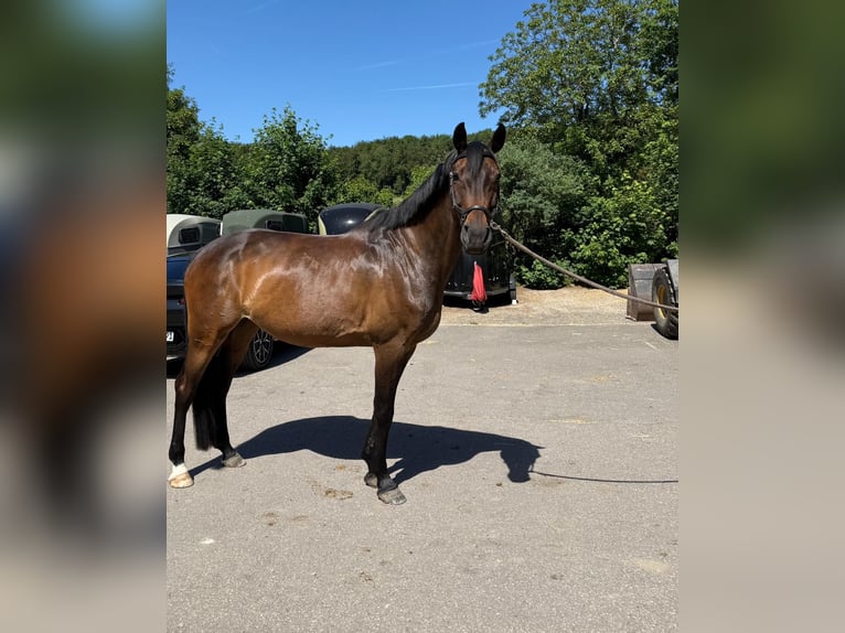 Holsteiner Merrie 12 Jaar 166 cm Bruin in Neuwied