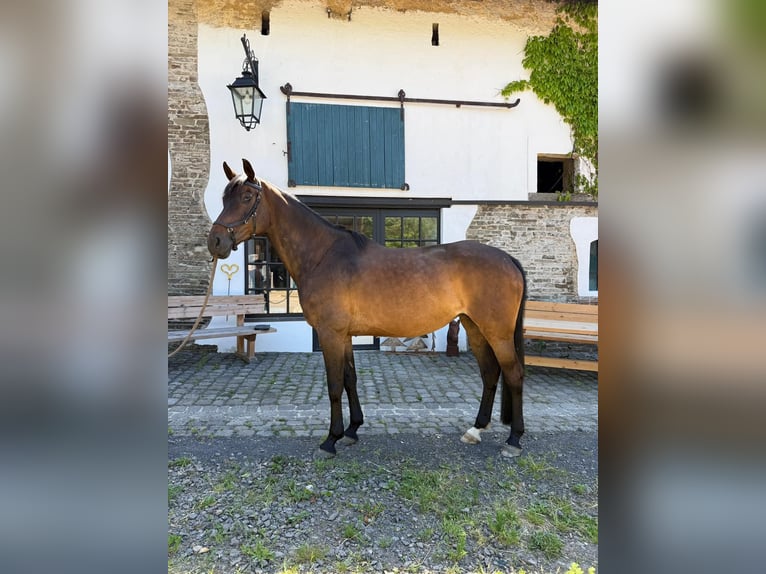 Holsteiner Merrie 12 Jaar 166 cm Bruin in Neuwied