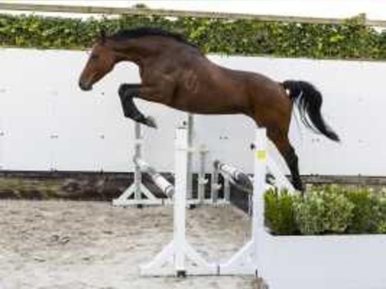 Holsteiner Merrie 12 Jaar 166 cm Bruin in Waddinxveen