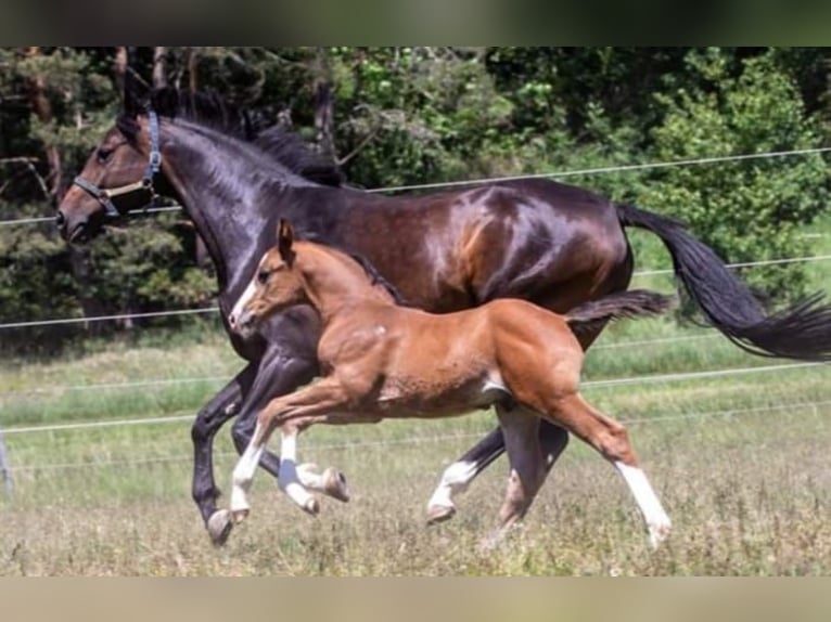 Holsteiner Merrie 12 Jaar 166 cm Donkerbruin in Dietfurt an der Altmühl