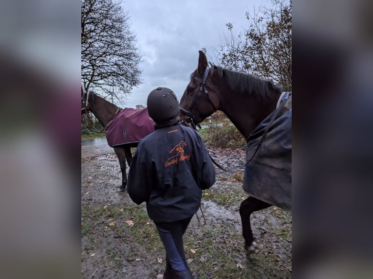 Holsteiner Merrie 12 Jaar 168 cm Bruin in Vaale