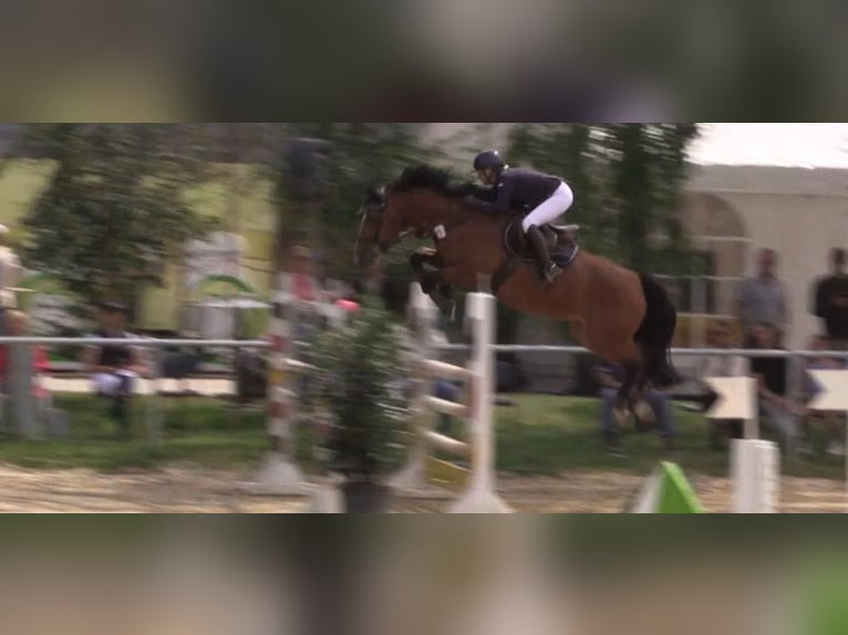 Holsteiner Merrie 12 Jaar 168 cm Bruin in Schalksmühle