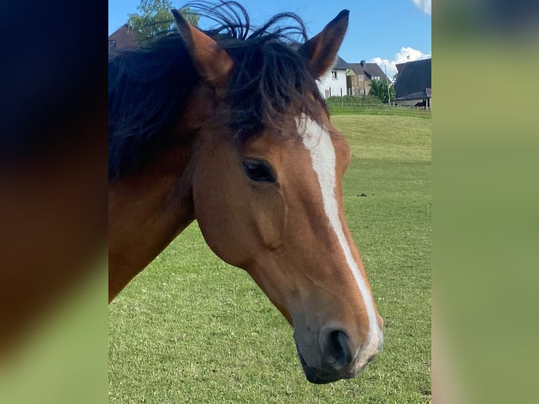 Holsteiner Merrie 12 Jaar 168 cm Bruin in Schalksmühle