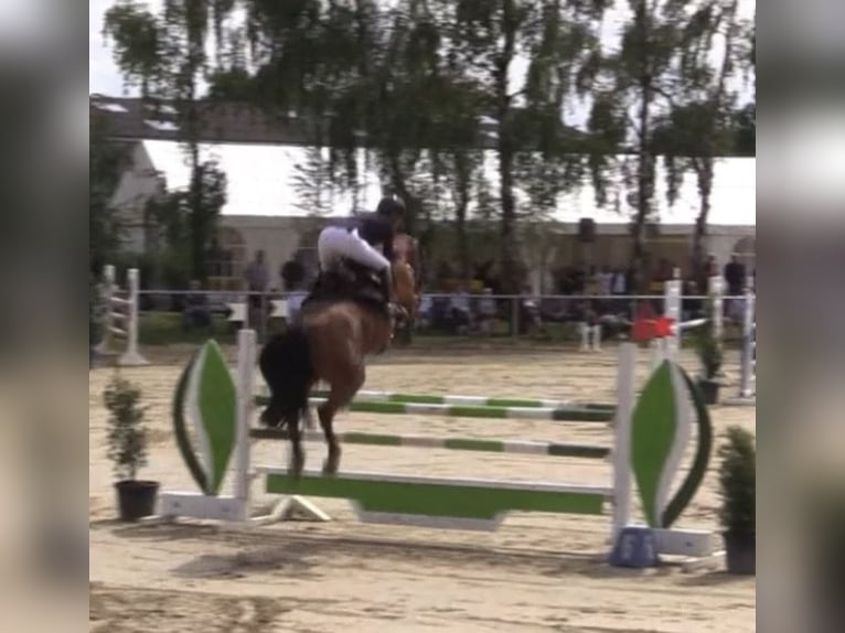 Holsteiner Merrie 12 Jaar 168 cm Bruin in Schalksmühle