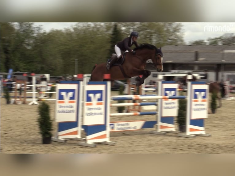 Holsteiner Merrie 12 Jaar 168 cm Bruin in Schalksmühle