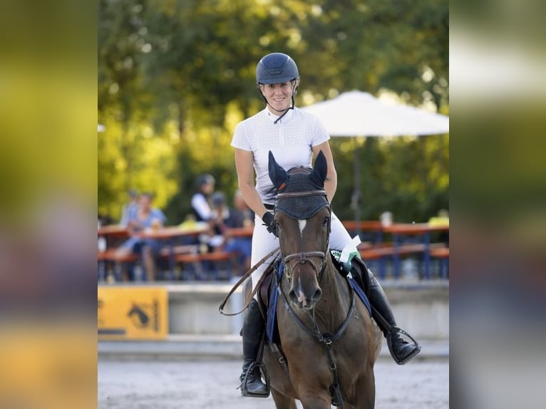 Holsteiner Merrie 12 Jaar 168 cm Bruin in Coburg