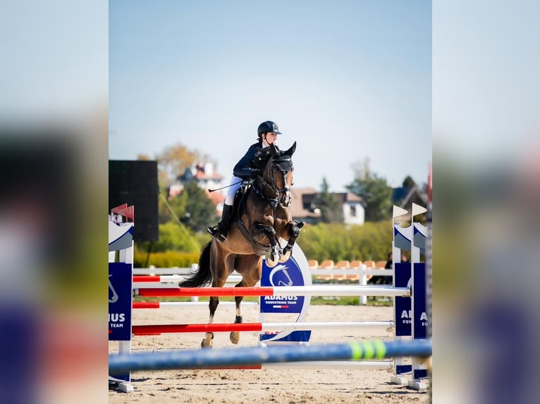 Holsteiner Merrie 12 Jaar 168 cm Donkerbruin in Zar&#x119;by