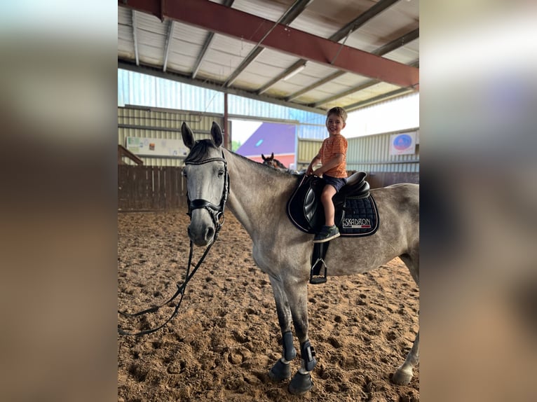 Holsteiner Merrie 12 Jaar 168 cm Schimmel in Bargteheide