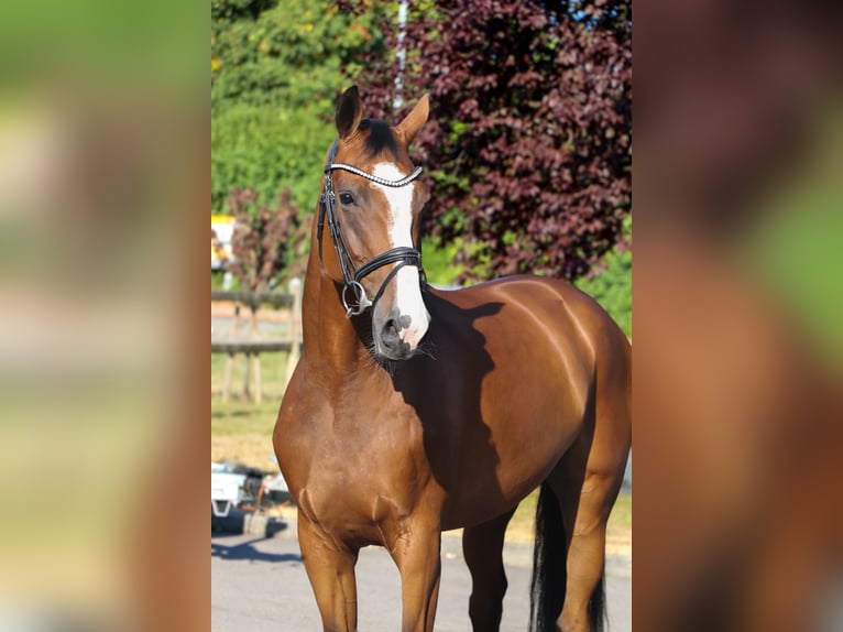 Holsteiner Merrie 12 Jaar 169 cm Bruin in Schwäbisch Hall