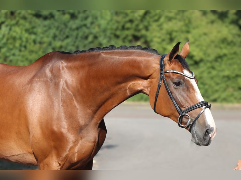 Holsteiner Merrie 12 Jaar 169 cm Bruin in Schwäbisch Hall