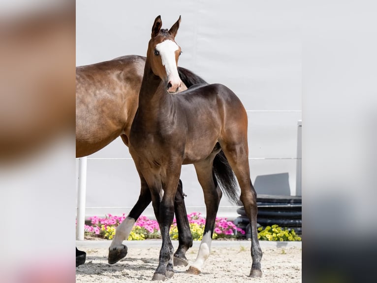 Holsteiner Merrie 12 Jaar 169 cm Bruin in Tuchola