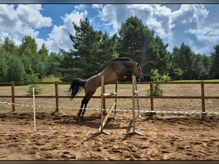 Holsteiner Merrie 12 Jaar 169 cm Bruin in Tuchola