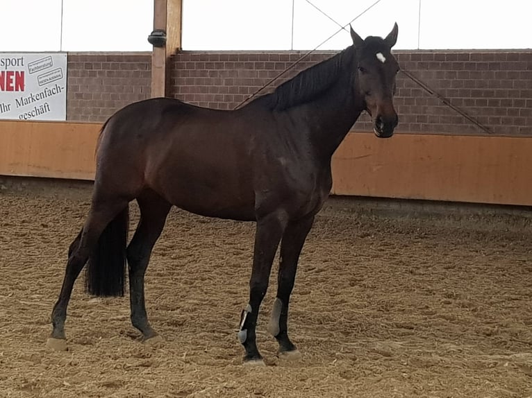 Holsteiner Merrie 12 Jaar 170 cm Donkerbruin in Xanten