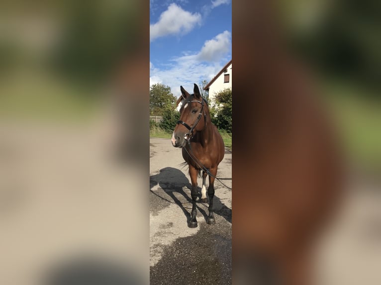 Holsteiner Merrie 12 Jaar 171 cm Bruin in Massenhausen