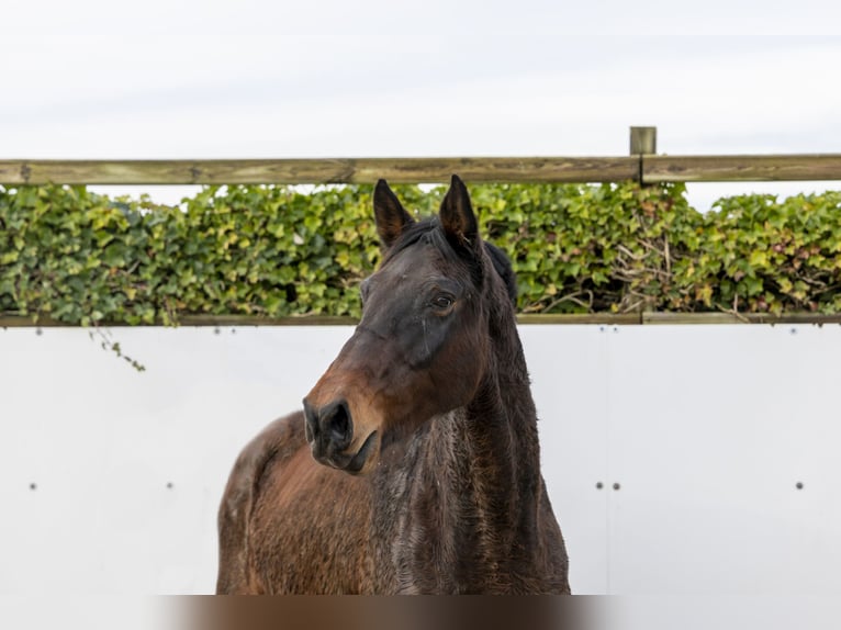 Holsteiner Merrie 12 Jaar 171 cm Donkerbruin in Waddinxveen