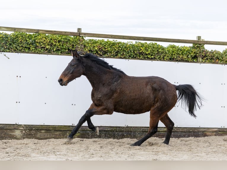 Holsteiner Merrie 12 Jaar 171 cm Donkerbruin in Waddinxveen