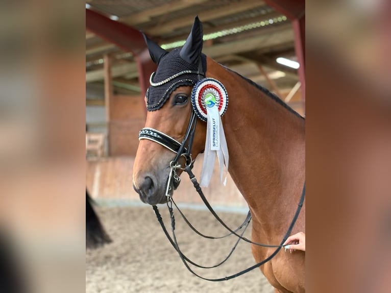 Holsteiner Merrie 12 Jaar 172 cm Bruin in Achtrup