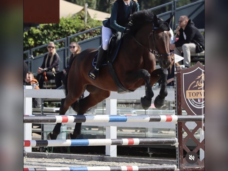 Holsteiner Merrie 12 Jaar 172 cm Roodbruin in Prague, CZE