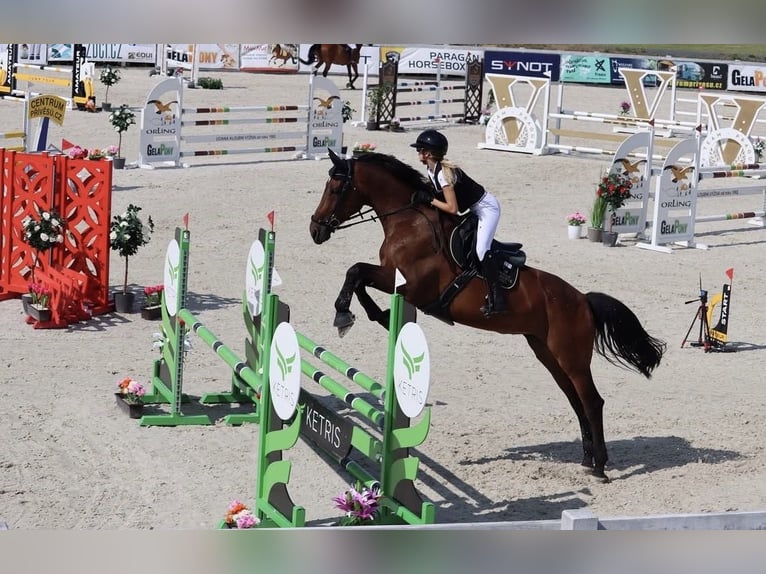 Holsteiner Merrie 12 Jaar 172 cm Roodbruin in Prague, CZE