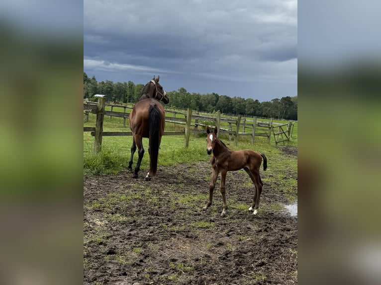 Holsteiner Merrie 12 Jaar 173 cm Bruin in Granderheide