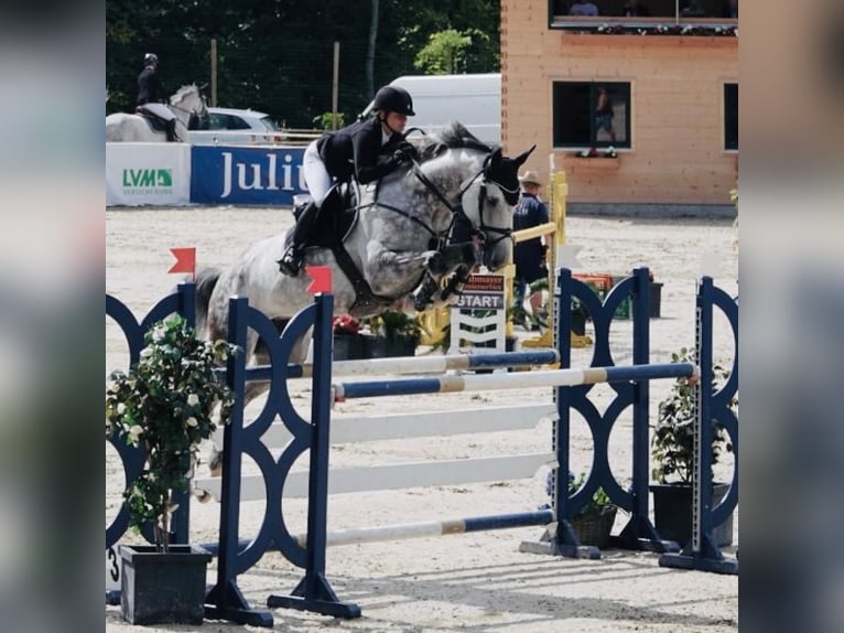 Holsteiner Merrie 12 Jaar 178 cm Schimmel in Delbrück