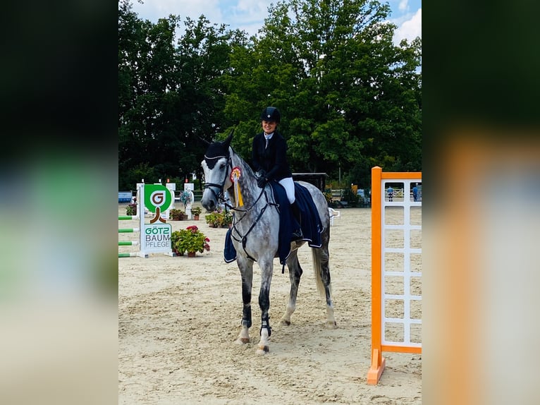 Holsteiner Merrie 12 Jaar 178 cm Schimmel in Delbrück