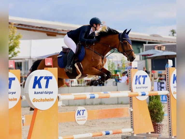 Holsteiner Merrie 13 Jaar 160 cm Bruin in Marktheidenfeld