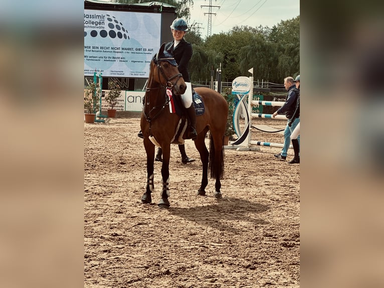 Holsteiner Merrie 13 Jaar 160 cm Bruin in Marktheidenfeld