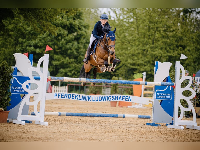 Holsteiner Merrie 13 Jaar 160 cm Bruin in Marktheidenfeld