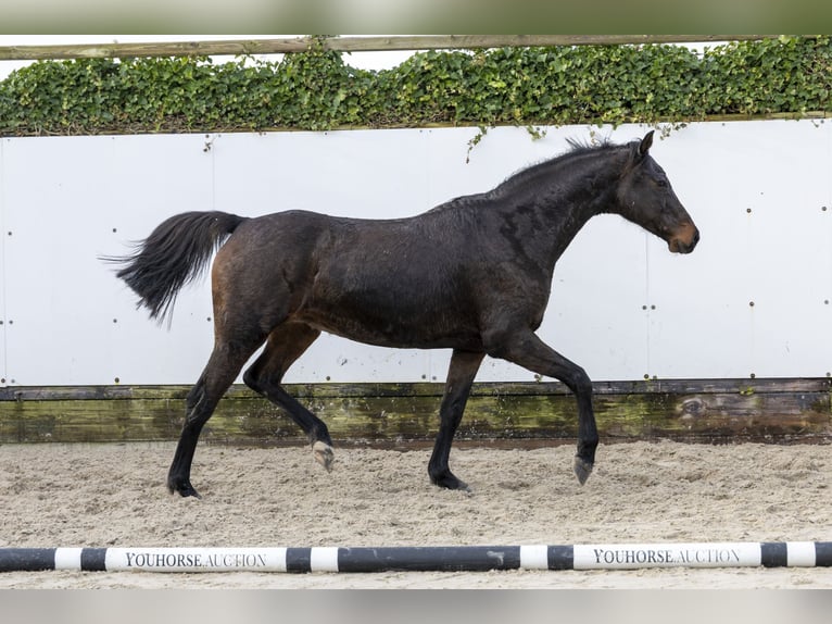 Holsteiner Merrie 13 Jaar 160 cm  in Waddinxveen