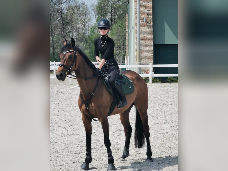 Holsteiner Merrie 13 Jaar 161 cm Bruin in Koluszki