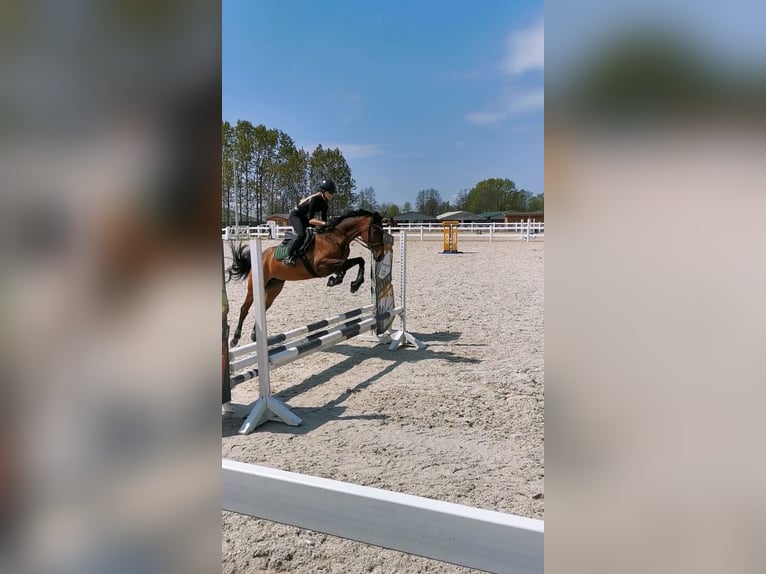 Holsteiner Merrie 13 Jaar 161 cm Bruin in Koluszki