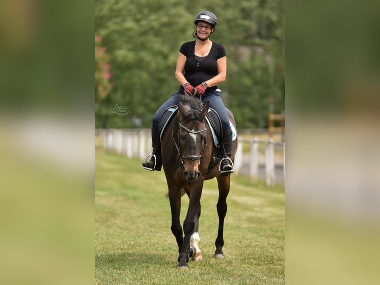 Holsteiner Merrie 13 Jaar 162 cm Bruin in Löhnberg